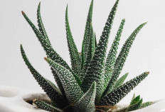 Penangkal Energi Negatif & Penyakit, Berikut 8 Tanaman Hias Penjaga Rumah yang Wajib Dimiliki, Bisa Bawa Hoki