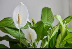 7 Macam Tanaman Hias Outdoor Pembawa Hoki Menurut Feng Shui, Tempatkan di Depan Rumah Menangkap Nasib Baik