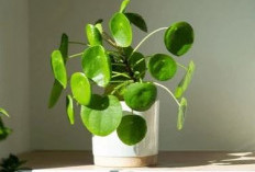 Mengundang Keberuntungan & Menaikan Mood, Berikut 6 Tanaman Hias Pembawa Keberuntungan dan Kesehatan