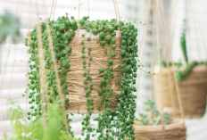 Menangkal Cuaca Panas dan Nasib Buruk! 10 Daftar Tanaman Hias Gantung Merambat untuk Dipajang di Teras Rumah