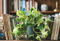 Daftar Tanaman Pembersih Udara Indoor Lengkap Dengan Pembahasan Manfaatnya, Simak Hanya Disini!