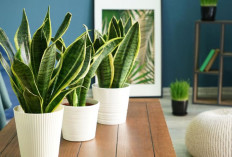 7 Tanaman Hias Indoor Sakti Penyerap Polusi di Perkotaan, Bikin Udara Rumah Segar, Estetik & Mudah Dirawat