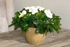 Rahasia Rumah Segar Saat Lebaran, Ini 5 Tanaman Hias Indoor Penyerap Bau Tak Sedap yang Bikin Tamu Betah