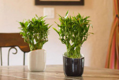 Dekorasi Modern Alami, Berikut 6 Tanaman Hias Pembawa Keberuntungan yang Mudah dirawat Dalam Rumah