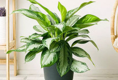 Bawa Rezeki & Kekayaan Finansial, Ini 5 Tanaman Hias Pembawa Hoki yang Cocok Diletakkan di Dalam Rumah