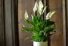 Looks Cantik dan Bikin Bebas Polusi, 7 Tanaman Hias Pembersih Udara Alami untuk Diletakan Dalam Ruangan