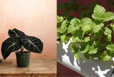 Mudah dan Efisien, Ikutin 4 Tren Tanaman Hias di Tahun 2026, Penjelasan Mudah Ada Disini!