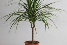 Banyak Pilihan! Ini Daftar Tanaman Hias Pembersih Udara di dalam Ruangan yang Ideal untuk Dekorasi Interior