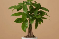 Bawa Hoki! Berikut 6 Tanaman Hias Pembawa Keberuntungan & Penangkal yang Wajib Kamu Punya