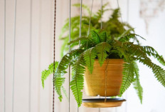 Hadirkan Ketenangan dan Usir Energi Negatif, 7 Tanaman Hias Ampuh Bikin Rumah Lebih Segar dan Harmonis