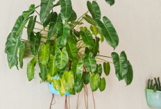 Kamar Terasa Pengap? 9 Tanaman Hias Ini Diam-Diam Bersihkan Udara, Bikin Tidur Nyenyak dan Pikiran Tenang