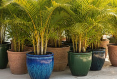 Bawa Kekayaan & Kemakmuran, Berikut 10 Tanaman Hias Outdoor Pembawa Hoki, No 1 Ada Palem Kuning