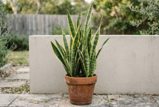 7 Tanaman Hias Outdoor Pembawa Hoki dan Keberuntungan, Bisa Menciptakan Suasana Asri Didepan Rumah