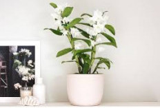 5 Tanaman Hias Bunga untuk Dekorasi di Ruang Tamu, Estetik Dipandang dan Harum di Ruangan