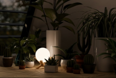 7 Jenis Tanaman Hias yang Mampu Menghasilkan Oksigen di Malam Hari, Cocok Diletakan di Indoor dan Kamar Tidur