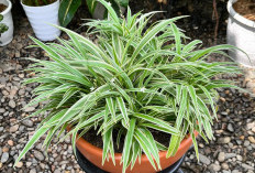 Pemula Wajib Tahu! Ini 5 Tanaman Hias untuk Teras Rumah yang Mudah Dirawat & Tahan Banting, Nomor 5 Bawa Hoki