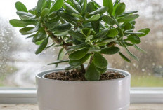 5 Tanaman Hias Pembawa Hoki yang Wajib Ada di Rumah, Dipercaya Bikin Rezeki Lancar & Penuh Energi Positif 