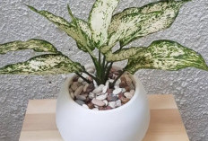 Percantik Interior Sekaligus Bawa Hoki, Ini 6 Tanaman Hias Pembawa Rezeki yang Mudah Dirawat di dalam Rumah