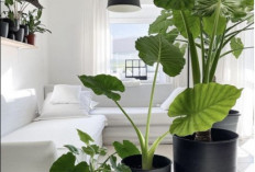 Buat Rumah Jadi Makin Sehat, Berikut 7 Tanaman Pembersih Udara yang Bikin Rumah Bebas Polusi Menurut Feng Shui