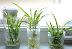 Rekomendasi 6 Tanaman Hias Hidroponik Estetik untuk Hunian Minimalis: Minim Perawatan, Hemat Tempat dan Modern