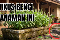 Rumah Bebas Hama dengan Menanam 3 Tanaman Hias Pengusir Hama Ini, Tanam Sekarang!