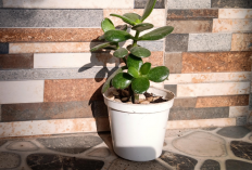 9 Macam Tanaman Pembawa Keberuntungan Menurut Feng Shui di Tahun Kuda Api 2026, Cocok untuk Dekorasi Rumah