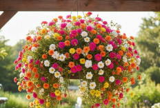 5 Tanaman Hias Anti Panas Mudah Dirawat, Satu Kali Siram Bisa Mekar Tahan Lama dan Tidak Layu 