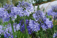 Anti Polutan dan Bau, Berikut 5 Tanaman Hias Pembawa Rezeki yang Mudah Dirawat di Dalam Rumah