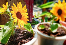 Bikin Halaman Lebih Estetik! 7 Tanaman Outdoor Pembawa Hoki dan Rezeki Menurut Feng Shui