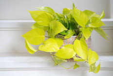 Wajib Punya Sih! 5 Tanaman Hias Penyerap Debu dan Kotoran di Dalam Ruangan, Jadi Lebih Sehat & Segar