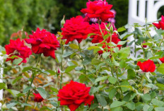 Buka Rezeki, Energi Positif dan Bahagia Keluarga, 7 Tanaman Outdoor Favorit Depan Rumah Pembawa Keberuntungan