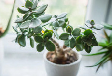 Menangkal Aura Negatif, Berikut 6 Tanaman Hias Penjaga Rumah yang Bisa Usir Energi Negatif, Wajib Punya 1!