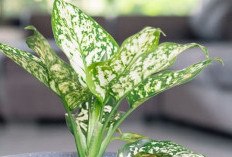 Jangan Asal Pilih, Berikut 6 Tanaman Hias Pembersih Udara yang Bisa Tingkatkan Kualitas Udara & Indah Dipajang