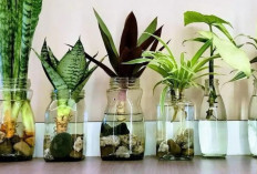 7 Tanaman Hias Hidroponik Indoor di Botol dan Vas, Mudah Dirawat Bikin Ruangan Semakin Cantik