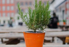 Tanaman di Ruang Makan Favorit, Cantik Dipandang, Efektif Menghalau Lalat dan Bantu Jaga Udara