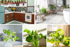 Bisa Bersihkan Udara dan Polusi di Rumah, Ini 5 Rekomendasi Meletakan Sirih Gading Sebagai Dekorasi Interior