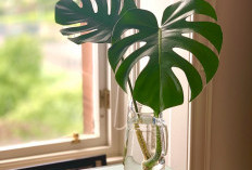 Anti Ribet & Bebas Kotor! Ini 5 Tanaman Hias Indoor dengan Media Air di Vas Kaca, Tampil Estetik & Minimalis
