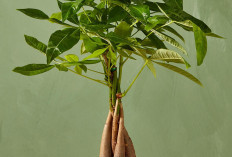 Bawa Hoki di Tahun Baru! Ini 5 Tanaman Hias Pembawa Keberuntungan 2026 untuk Dekorasi Interior Estetik