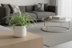 Sudah Diteliti Oleh NASA, Ini 6 Tanaman Hias yang Bisa Menyerap Racun, Hasil dan Efeknya Ngga Main-main