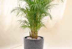 Tak Perlu Pakai AC! Ini 6 Tanaman Hias Penyejuk Ruangan Alami, Rumah Jadi Segar Juga Estetik