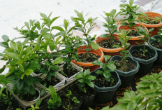 6 Tanaman Hias Outdoor Penangkal Energi Negatif, Bikin Halaman Rumah Penuh Aura Positif!