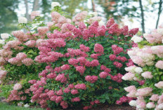 Rekomendasi 5 Tanaman Hias Rambat untuk Area Depan Rumah, Bisa Menghadirkan Keberuntungan dan Rezeki!