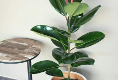 Penarik Kekayaan & Penangkal Energi Negatif, 5 Tanaman Hias Outdoor Pembawa Keberuntungan untuk Teras Rumah 