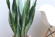 Cocok Buat Pemula! 7 Tanaman Hias Indoor yang Mudah Dirawat, Nomor 6 Pembawa Keberuntungan