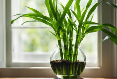 5 Lokasi & Panduan Penempatan Bambu Air Menurut Feng Shui yang Tepat, Pembawa Keberuntungan & Rezeki