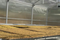 Pemkab Majalengka Modernisasi Pengeringan Tembakau dengan Solar Dryer Dome