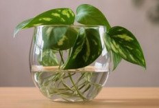 Estetik & Mudah Dirawat! 5 Pilihan Tanaman Hias Hidroponik untuk Dekorasi Indoor, Penempatannya Fleksibel