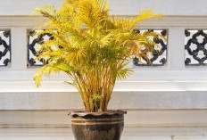 Pembawa Hoki dan Rejeki, 5 Tanaman Hias Depan Rumah Pembawa Keberuntungan ini Mudah dirawat