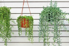 Tarik Rezeki dan Kekayaan ke Dalam Rumah! Ini 6 Tanaman Hias Pembawa Rezeki yang Dipercaya Penuh Berkah