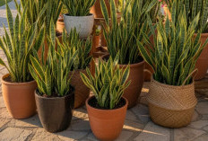 Wajib Punya Satu Dirumah! Ini Dia 7 Tanaman Hias Outdoor Pembawa Keberuntungan, Bikin Teras Makin Estetik